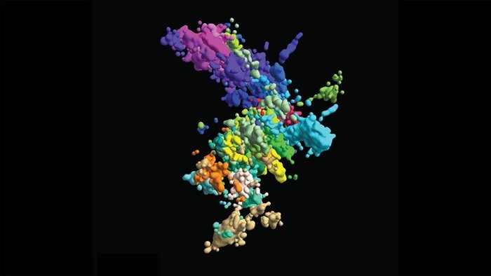 010 chromosome 1