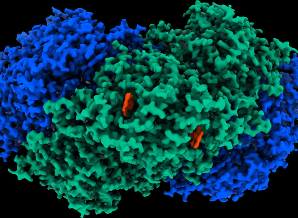 Mapa de la estructura atómica de la enzima Huc (crédito: Rhys Grinter)