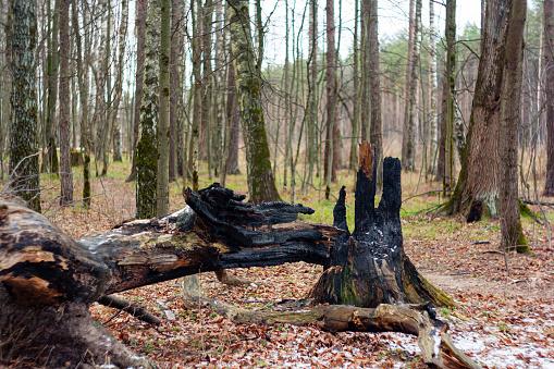 Esta fulgurita en particular fue producida por un rayo que cayó sobre las raíces de un árbol.