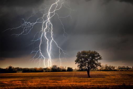 Nunca se refugie debajo de los árboles durante una tormenta eléctrica.