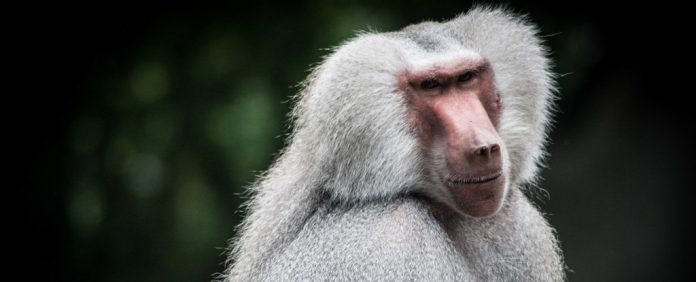 HamadryasBaboonTiltsHeadAtCamera_1024 HamadryasBaboonTiltsHeadAtCamera 1024