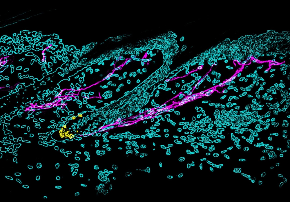 Inervação simpática