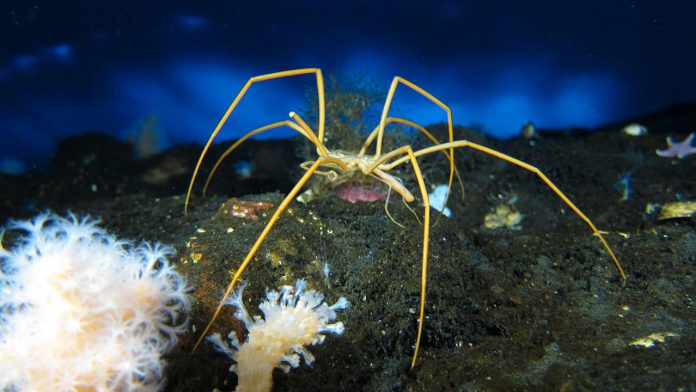 Sea_spiders Sea spiders 1280x720