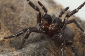 aranha funil veneno humor mortal