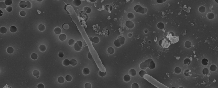 cda-bacteria-evoluçao cda bacteria evolucao