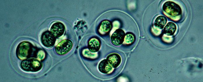 cyanobacteria_photosysII_1024 cyanobacteria photosysII 1024