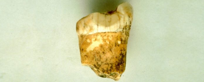 dente-neandertal-carnivoro dente neandertal carnivoro