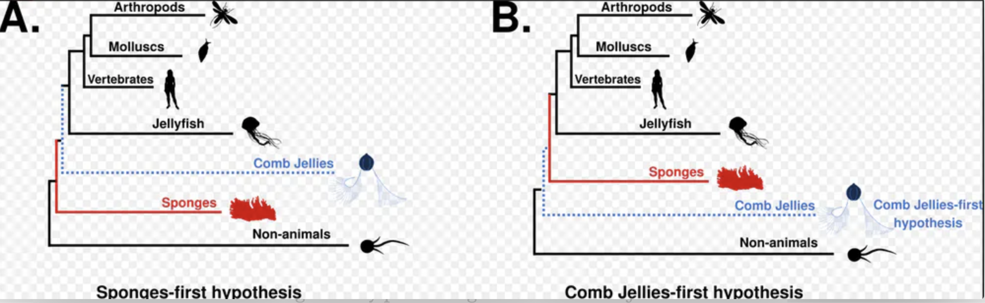 esponjas aguas vivas de pente primeiros animais