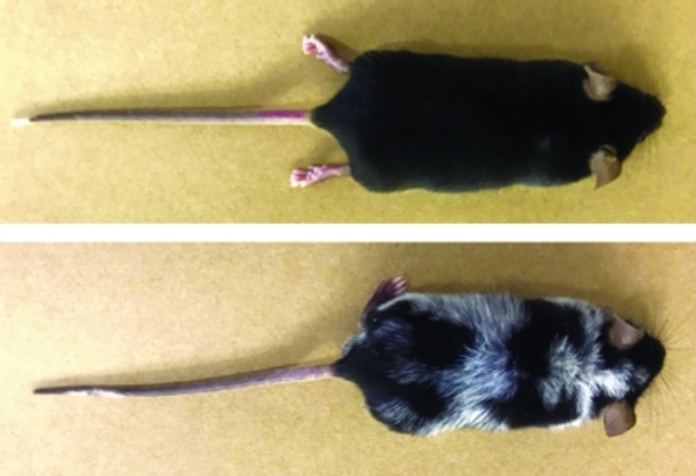 estresse-cabelo-branco estresse cabelo branco