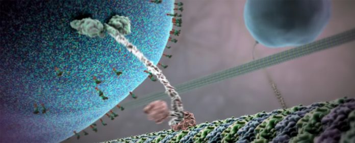 felicidade felicidade