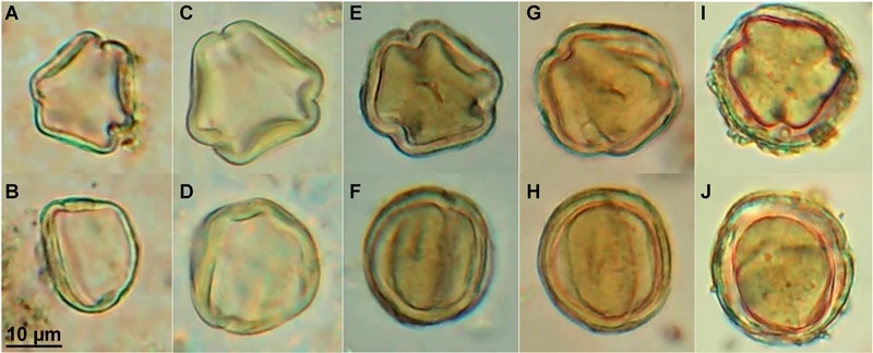 jarros vinho imperio romano polen