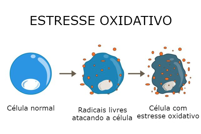 longevidade humana 2