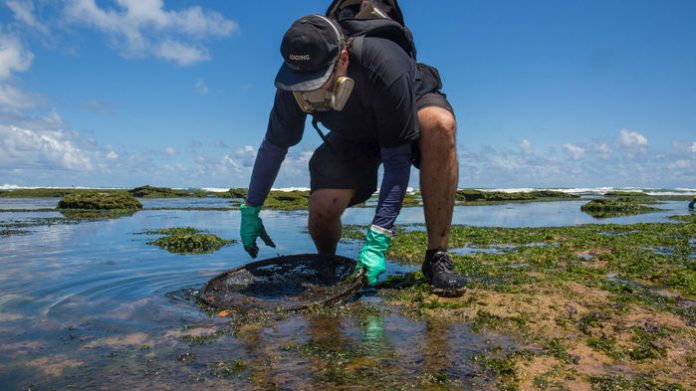 misterioso-derramamento-de-oleo-ameaça-paraiso-da-biodiversidade-marinha-no-brasil misterioso derramamento de oleo ameaça paraiso da biodiversidade marinha no brasil