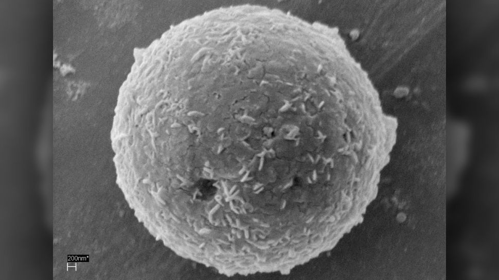 pescador pre historia microrganismos