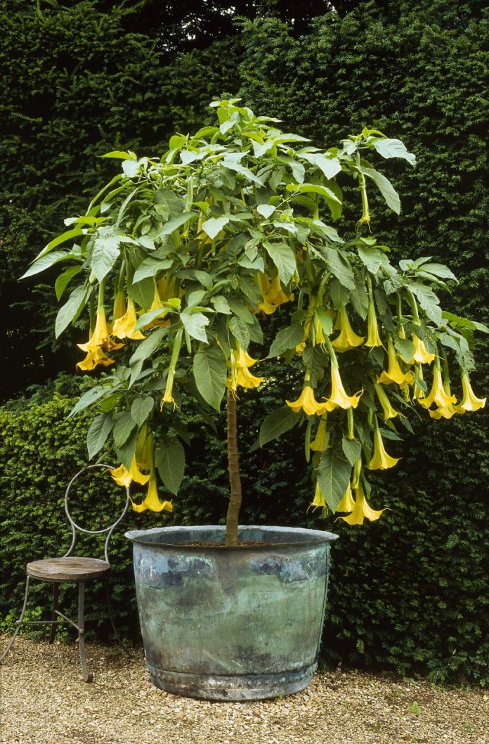 summer-trumpets-brugmansia_GettyImages_126022539 summer trumpets brugmansia GettyImages 126022539