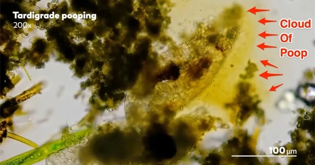 tardigrados sexo 2