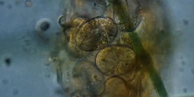 tardigrados sexo 3