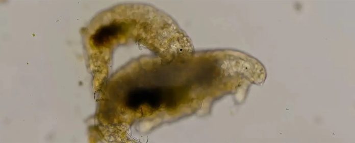 tardigrados-sexo tardigrados sexo