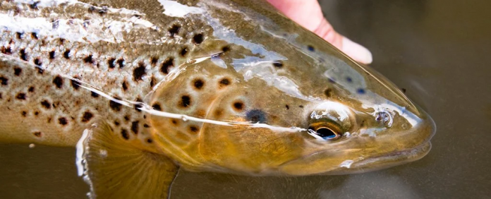 truta-marrom truta marrom