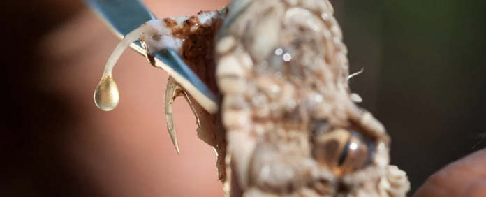 veneno-de-cobra veneno de cobra